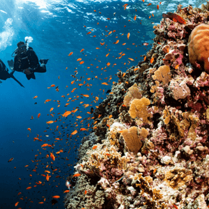 PADI Advanced Open Water Kurs – 2 Tage, 5 Tauchgänge