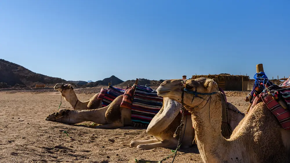 Pferd- und Kamelreiten Kombitour – Bild 10