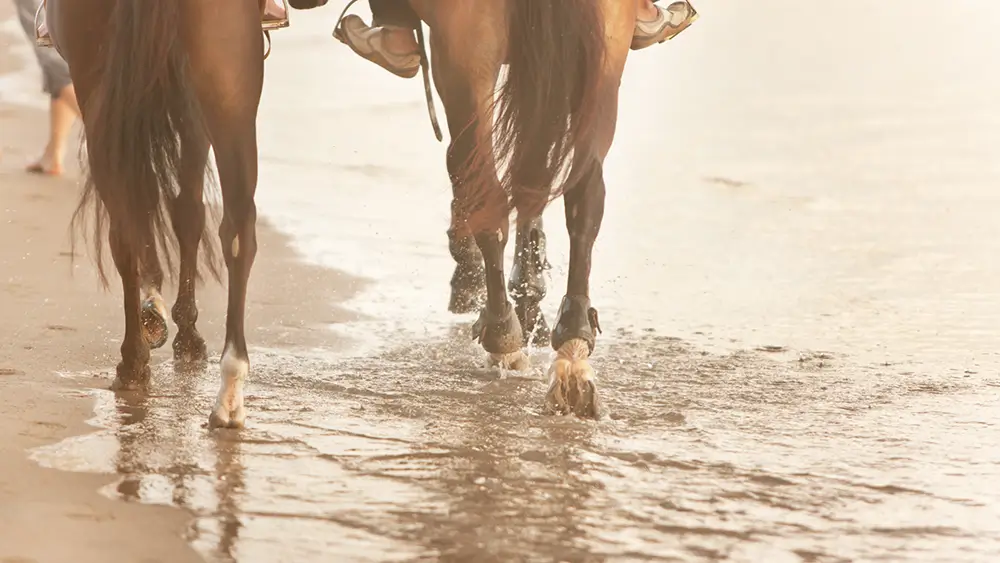 Pferd- und Kamelreiten Kombitour – Bild 5