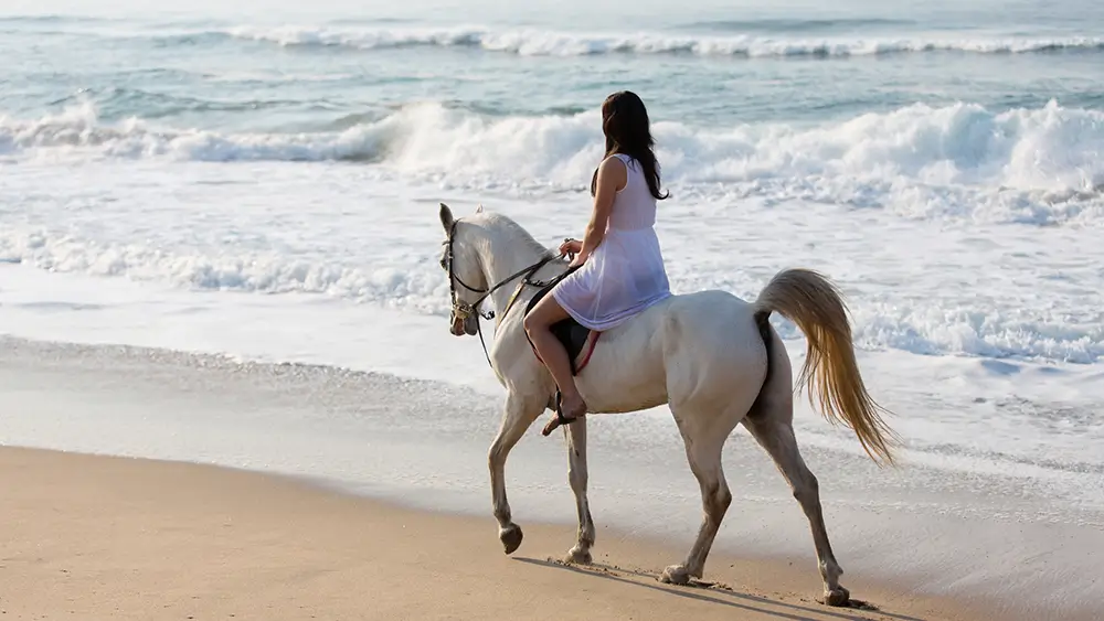 Pferd- und Kamelreiten Kombitour – Bild 11