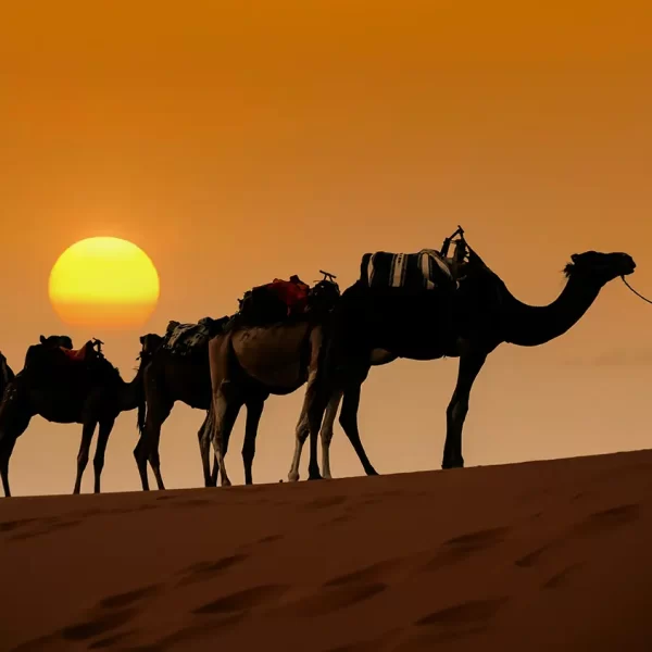 Sonnenuntergang Kamelritt mit Beduinen-Tee